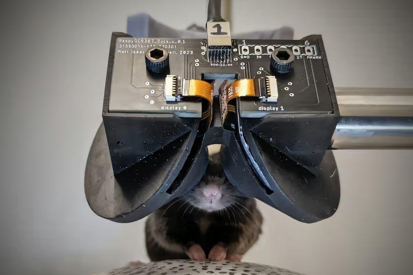 为老鼠戴上 VR 头显，探索大脑奥秘的新利器-奥多也互动社区